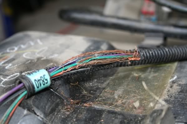 Prevent Rodent Damage to Your Car